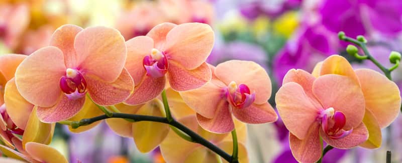 Orchid World SCC Blog